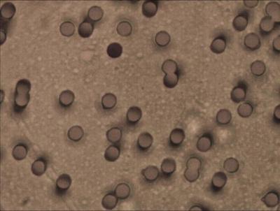 PET cell separation membrane