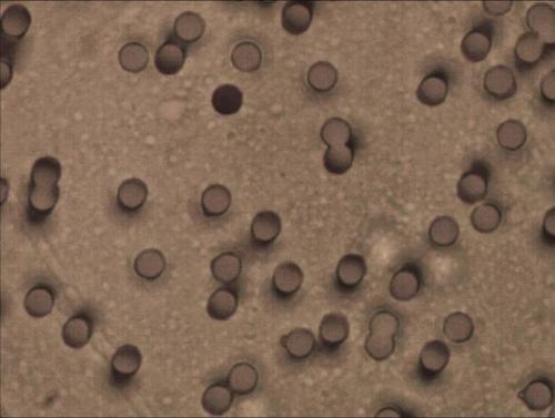 PET cell separation membrane