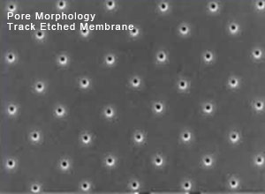 polyester track etched membrane