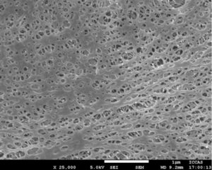 Framework membrane 7.png